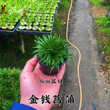 正宗日本菖蒲贵船苔黄金极姬金钱黄金极姬室内好养易活微型盆景 精品金钱菖蒲 带培育盆发货，送土送肥