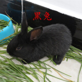 朗缤 兔子活体宠物兔活体新西兰肉兔公主兔小白荷兰侏儒活物兔子宠物 小黑公主兔1只