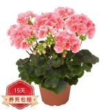 中梦竺葵盆栽 重瓣天竺葵花苗 阳台庭院室内盆栽花卉洋绣球 柔粉 不含盆