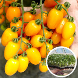 大禹大粉番茄苗种子西红柿苗带土秧苗菜苗大果老品种农科院圣女果苗子 黄色圣女果金玲珑苗3棵
