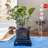 开时果 小盼菩提树盆栽带果发货 客厅绿植花卉禅意盆景室内桌面招财植物 方舍盆+黑石+底托（2-5颗小果 ） 小盼菩提（带果发货-含盆植）