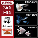 疯狂水草孔雀鱼活体水族宠物观赏鱼冷水耐活小型热带鱼淡水鱼苗 【混养套餐】孔雀鱼+神仙