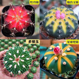 多肉组合盆栽阳台盆栽喜阳植物新手福利按图发货品种花卉好养 A款仙人球组合四种栽好发货
