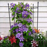 花俊耐寒耐热铁线莲苗爬藤植物庭院花卉盆栽观花室内花 混色10棵 种根带芽