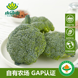 小汤山 西兰花 270g 基地直供新鲜蔬菜GAP认证