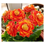 奈园（ny）稀有长寿花盆栽重瓣四季开花客厅阳台带花带花苞室内花卉 金狐狸-带花苞(金边橘红色) 带盆栽好