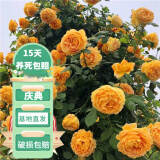 花友藤本月季花苗月季花树苗盆栽特大花苗庭院爬藤植物阳台蔷薇爬墙 黄金庆典【爬藤】大苗 1-1.3米高度多分叉