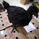 活体小鸡苗纯种土鸡三黄鸡麻黄鸡乌黑鸡品种可选(顺丰1天内发货) 半斤左右五黑鸡 10只