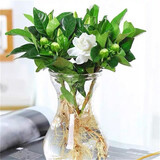 中梦花卉盆栽水培植物室内花绿植水养盆栽 栀子花1棵 不含盆