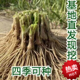 现挖红根宽叶细叶白根韭菜根紫根阳台庭院四季蔬菜盆栽韭菜根 韭菜根50颗