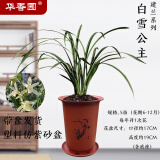 华香园兰花【黄金美人】四季建兰黄花浓幽香办公室内盆栽鲜花耐阴绿植 白雪公主5苗带盆(红色)不带花苞