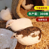 芦丁鸡活体幼鸡下蛋网红宠物鸡活物观赏鸡活一对全色系迷你小宠物 混色5只（1公4母）颜色随机