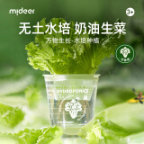 弥鹿（MiDeer）儿童植物观察阳光房种植菜科学手工小实验万物生长-水培生菜