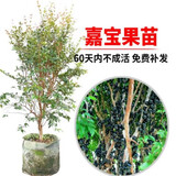 意轩 枸杞苗果树苗枸杞黑枸杞红枸杞苗盆栽地栽果树苗木枸杞当年结果 嘉宝果6年苗【1.5米左右高度】