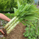 播种心情家庭种植蔬菜种子孑籽大全四季播种阳台盆栽农家小菜园有机 四季莴笋种子2包