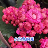 奈园（ny）稀有长寿花盆栽重瓣四季开花客厅阳台带花带花苞室内花卉 130约克 带盆栽好