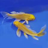 中国红冷水淡水观赏鱼锦鲤鱼活鱼金鱼小型好养红鲤鱼纯种小锦鲤 13-15cm长2黄金条