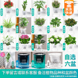 绿有意绿植盆栽多肉花卉盆栽植物室内桌面水培绿植办公室客厅植物懒人 6盆自选】植物和盆颜色请备注