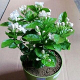 虎头茉莉 白茉莉 双色茉莉 绿植花卉室内盆栽花卉盆栽白色茉莉花卉 白茉莉4年苗