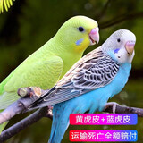 豪蚨虎皮鹦鹉说话小鸟活物观赏鸟宠物牡丹小太阳亲人玄风鹦鹉豪蚨 黄+蓝虎皮一对（一公一母）