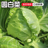 密水农家密云农家 鲜摘圆白菜1个 本地自种甘蓝新鲜时令蔬菜 500g 圆白菜
