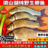 渔水依微山湖原生态鲜活大鲫鱼淡水新鲜小土鲫鱼鲫瓜子炖汤孕妇滋补河鲫 大号鲫鱼（每斤2-3条） 3斤