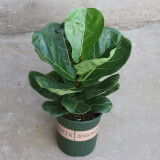 惜林园春羽盆栽室内花卉水养水生绿植好养办公室观叶植物 琴叶榕（高40-50cm） 不含盆