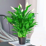 白掌盆栽植物室内花卉水培一帆风顺大盆水养绿植 特级白掌(原盆) 含盆