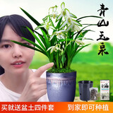 劉閣蘭花兰花苗 花艺青山现带香水花苞出售有香味的兰花卉绿植盆栽 青山玉泉2苗，配盆土肥