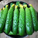 寿禾 旱黄瓜种子强雌籽种各种水果青瓜秋季四季蔬菜寿光种籽 摘不败黄瓜种子 100粒