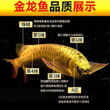 乐淘逸宠银龙鱼活体大中型热带观赏鱼鱼缸宠物淡水风水鱼发财鱼金龙鱼 22-25纯种高背金龙1条发顺丰