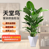 双盟天堂鸟大型植物客厅绿植盆栽办公室内鹤望兰好养落地网红源头直发
