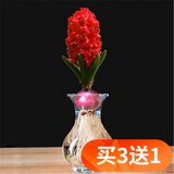 欧悟重瓣带芽水仙花种球盆栽 百合花种球郁金香水养绿植花卉室内盆栽 红色风信子含盆套装