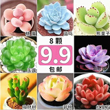 多肉植物自选套餐系列组合搭配花卉盆栽绿植精品多肉新手入门 八颗萌肉【品种照图】 送盆土