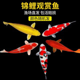 易萌金鱼活体淡水观赏鱼锦鲤活鱼鱼活体草金鱼好养耐活兰寿宠物活体鱼 五彩锦鲤随机8-11cm 4条