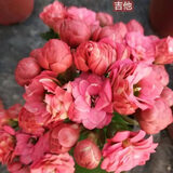 奈园（ny）稀有长寿花盆栽重瓣四季开花客厅阳台带花带花苞室内花卉