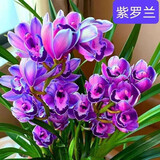 劉閣蘭花兰花建兰四季兰 小国魂 夏带花苞出售浓香四溢室内外花卉盆栽好养 紫罗兰4苗 配硬塑盆土肥