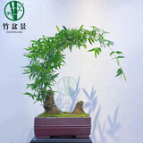 竹子湛江正宗小叶簕竹 茶室办公室客厅绿植摆件小叶簕竹盆景生桩 簕竹练手小小桩10CM以内 裸桩不带盆不带叶子