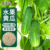 花沃里 水果黄瓜种子 蔬菜种子爬藤小黄瓜阳台盆栽/庭院田间种植约50粒