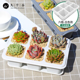 九千谷多肉花盆多肉植物花盆创意室内组合植物小花盆(不含绿植)六格4702