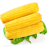 静益乐源东北黄玉米棒 黏玉米穗粒 真空包装 200g*5根装