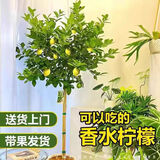 叹为观止 大型盆栽 单杆辫子发财树天堂鸟绿萝散尾葵办公室内开业乔迁礼品 S级香水柠檬1.5-1.7米【菱形盘】 含盆