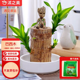 沭之美水培植物盆栽绿植巴西木9-10cm+陶瓷托盘+格鲁特+营养液 源头直发