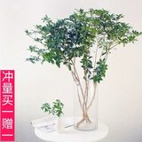 山头林村日本马醉木水培植物鲜切吊钟枝条室内装饰绿植花卉 71-85cm一支送60cm一支