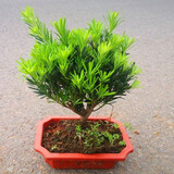 倾颜罗汉松树苗小叶雀舌室内庭院别墅老桩盆栽地栽四季常青造型树盆景 盆景苗原盆原土30厘米高左右