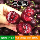 磊运车厘子树苗特大樱桃树苖南方北方四季种植地栽别墅庭院果树苗 车厘子 2公分左右粗（当年结果）