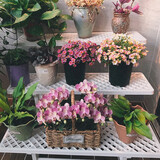 爱丽思（IRIS）花架三层塑料露台台阶花盆架子园艺用品阳台种菜盆支架花架落地式 FS900W白三层宽90*高60*进深54cm