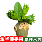 辰实【现摘带枝果】佛手柑 金华香橼果 佛手果新鲜特产佛手鲜果供佛 3枝迷你青果【带枝约10-15cm】