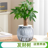 绿有意绿萝箩发财树绿植盆栽花卉室内吸除甲醛桌面水培懒人植物四季好养 【灰色南瓜】发财树