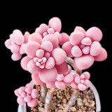 阑兮阁多肉植物新手组合套装肉肉植物办公室内创意花卉绿植盆栽 桃蛋2-3头+圆球陶瓷+土+三件套